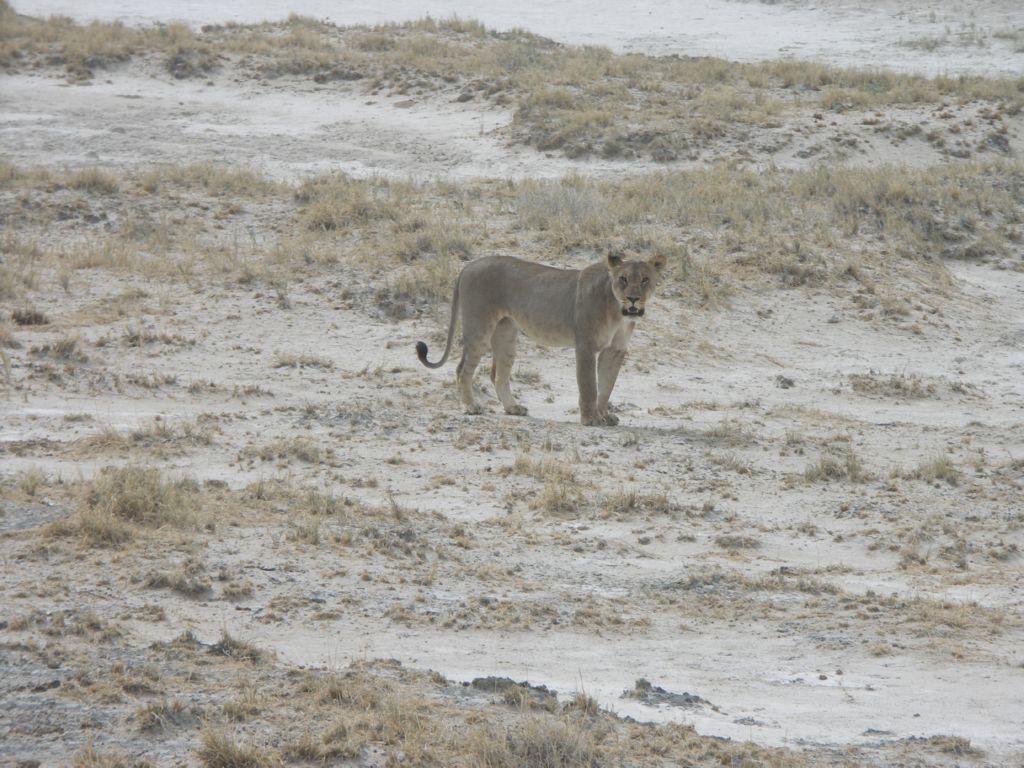etosha lions
